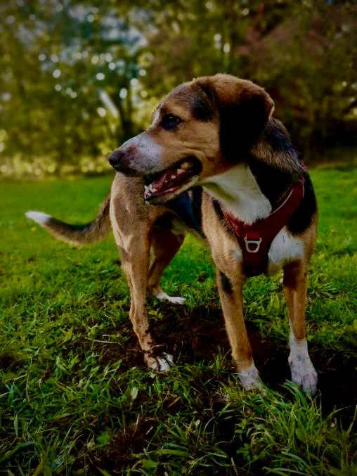 Leon, Chief Happiness Officer de Gencovery